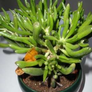 Crassula Ovata Gollum