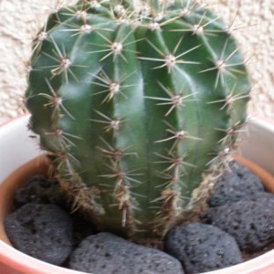 Echinopsis