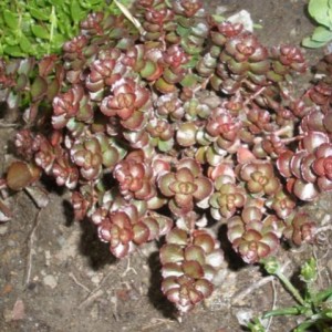 Sedum spurium 1