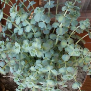 Sedum Sieboldii