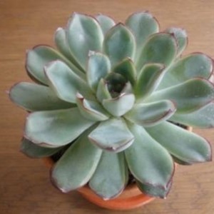 Echeveria Agavoides