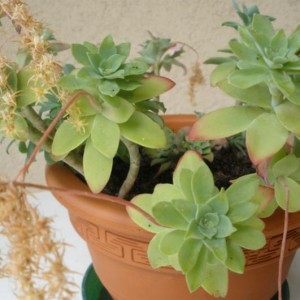 Sedum Palmeri