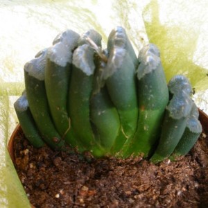 Haworthia truncata