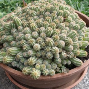 Echinopsis Chamaecereus