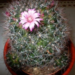 Mammillaria Zeilmaniana