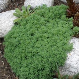 Sedum