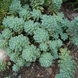 Sedum pachyclados