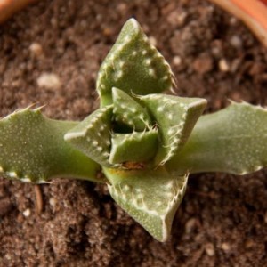 Faucaria Tigrina