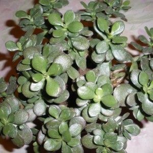 Crassula portulacea