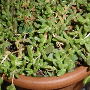 Delosperma Lineare