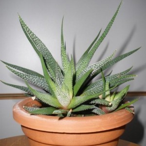 Haworthia Fasciata