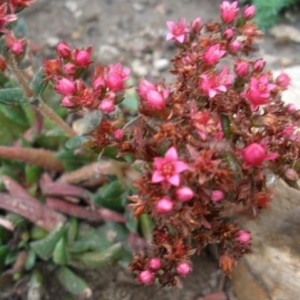 Crassula schmidtii