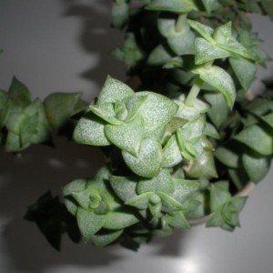 Crassula Perforata Commutata