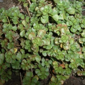 Sedum spurium 2