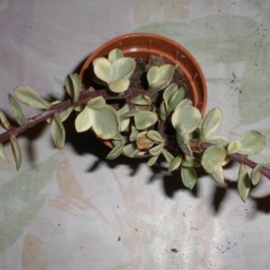 Portulacaria afra variegata