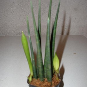 Sanseveria