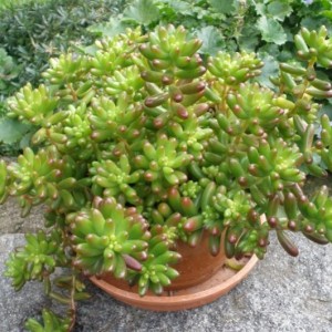 Sedum Rubrotinctum