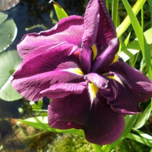Iris d'acqua