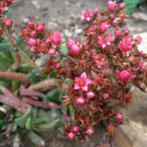 Crassula schmidtii