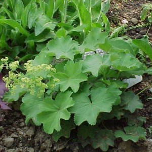 alchemilla