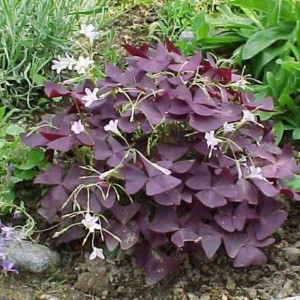 oxalis