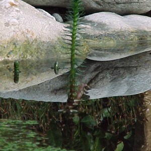 Hippuris vulgaris - Coda di cavallo