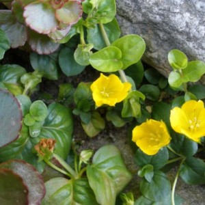 Lysimachia nummularia - Erba moneta o Quattrinella