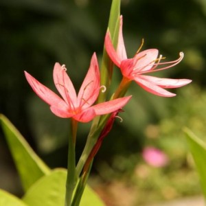 Schizostylis coccinea 2