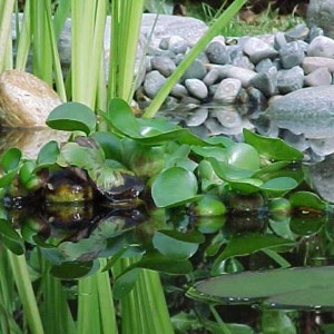 Eichhornia crassipes - Giacinto d'acqua