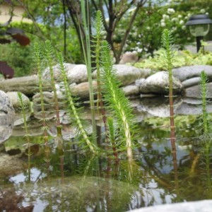 Hippuris vulgaris - Coda di cavallo