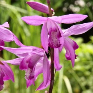 Bletilla striata - Orchidea giapponese