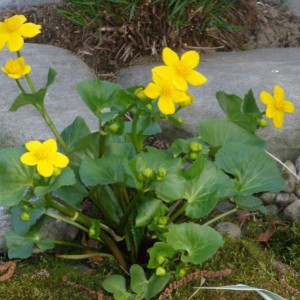 Caltha palustris - Botton d'oro