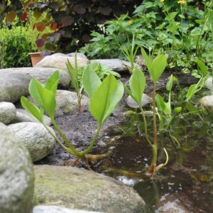 Menyantes trifoliata - Trifoglio d'acqua