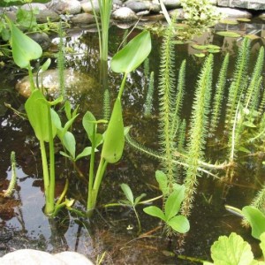 Pontederia cordata