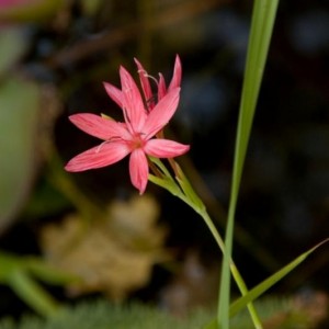 Schizostylis coccinea