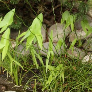 Sagittaria latifolia - Erba saetta