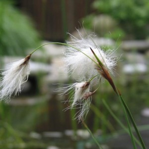 Eriophorum angustifolium - Pennacchi