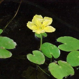 Nymphoides peltata