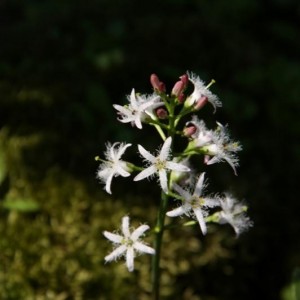 Menyantes trifoliata - Trifoglio d'acqua