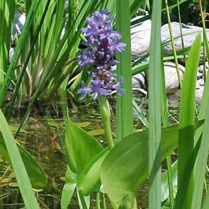 Pontederia cordata fiore