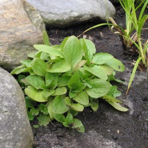 Mimulus luteus