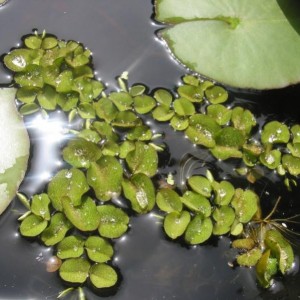 Salvinia natans