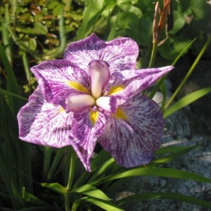 Iris ensata kaempferi