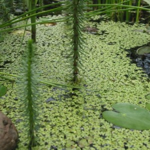 Lemna minor - Lenticchia d'acqua