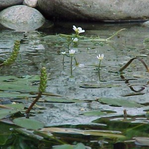 Ranunculus aquatilis