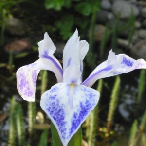 Iris laevigata 2