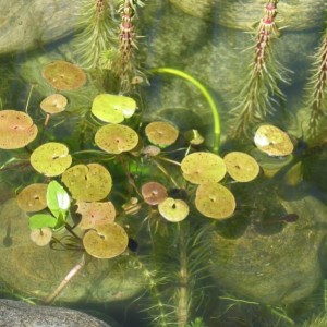 Hydrocharis morsus ranae - Morso di rana