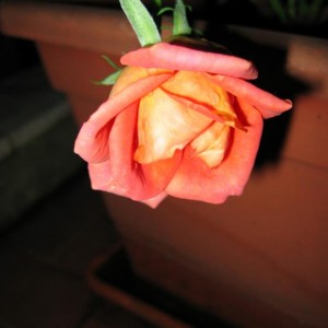Rosa arancione non identificata