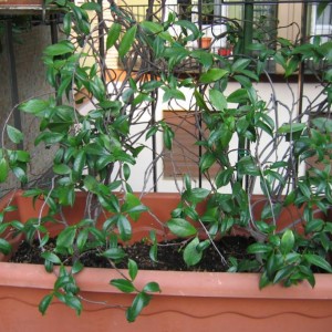 Trachelospermum jasminoides o Rhynchospermum jasminoides (Falso gelsomino o Rincospermo) est