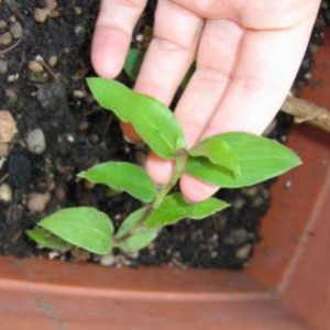 Tradescantia (Erba miseria)